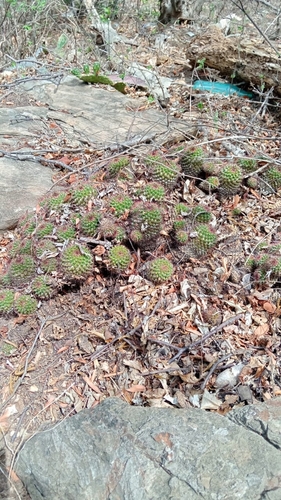 Foto de Mammillaria voburnensis