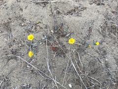 Lessingia germanorum