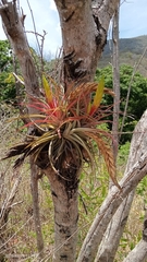 Tillandsia concolor
