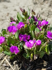 Polygala transvaalensis