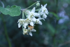 Funastrum pannosum