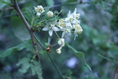 Funastrum pannosum