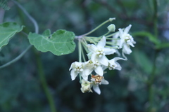 Funastrum pannosum