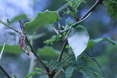 Funastrum pannosum