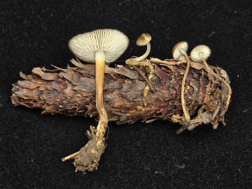 Fir-Cone Mushroom (Strobilurus trullisatus)