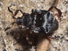 Chlamydopsis reticulata