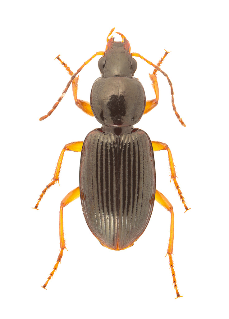 Agonum crenistriatum