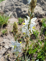 Chlorophytum transvaalense