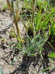 Chlorophytum transvaalense