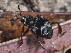 Chlamydopsis reticulata
