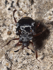 Chlamydopsis reticulata