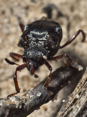 Chlamydopsis reticulata