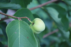 Phyllanthus tequilensis