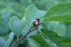 Phyllanthus tequilensis