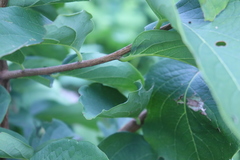 Phyllanthus tequilensis