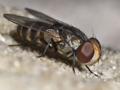 Protomiltogramma laticeps