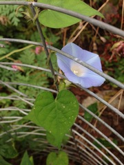 Ipomoea hederacea integriuscula