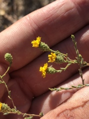 Lessingia