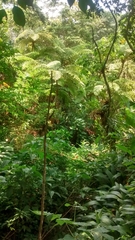 Cyathea fulva