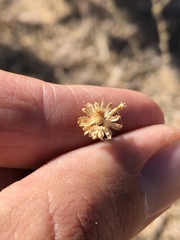 Lessingia