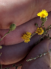 Lessingia