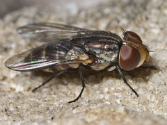 Protomiltogramma laticeps
