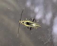 Navomorpha sulcata