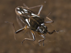 Nesidovelia peramoena