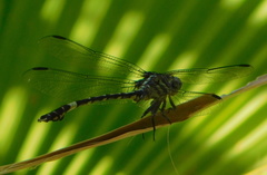 Phyllogomphoides pacificus