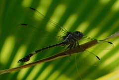 Phyllogomphoides pacificus