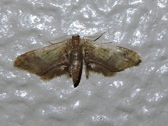 Idaea furciferata