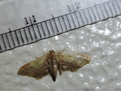 Idaea furciferata