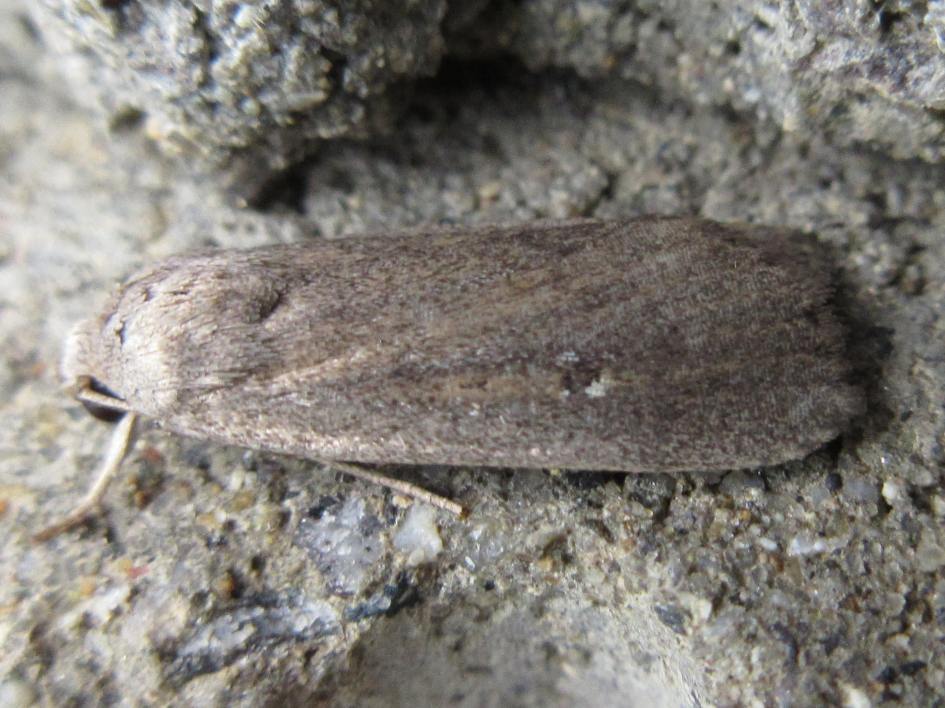 Proxenus dissimilis