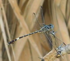 Phyllogomphoides pacificus