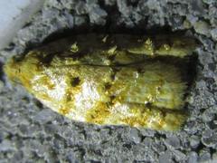 Acleris affinatana