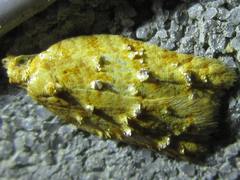 Acleris affinatana