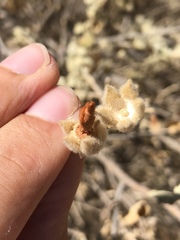 Malacothamnus niveus