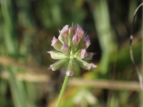 iNaturalist observation photo of deceptive clover