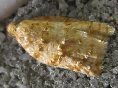 Acleris affinatana