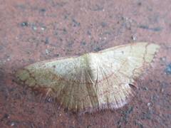 Pylargosceles steganioides