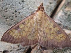 Uresiphita gracilis