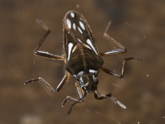 Nesidovelia peramoena