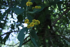 Otopappus acuminatus