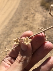 Malacothamnus niveus