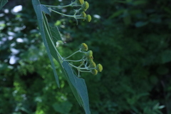 Otopappus acuminatus