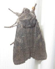 Lithophane antennata