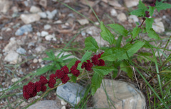 Blitum capitatum capitatum