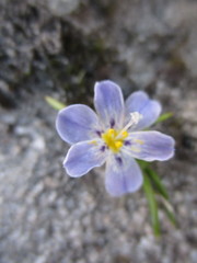 Moraea variabilis