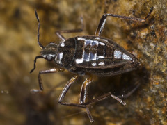 Nesidovelia peramoena