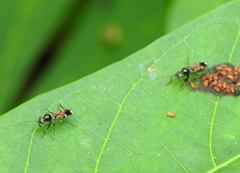 Caridops globicollis
